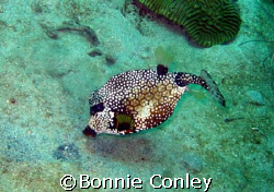 Trunkfish seen in Tobago on June 2007.  Taken with a Cano... by Bonnie Conley 